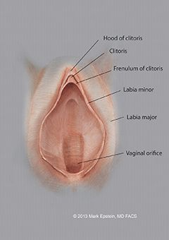 Long Labia Normal